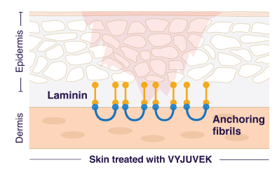 Anchoring fibrils bind the inner skin layer (dermis) and outer skin layer (epidermis) together and promote wound healing.